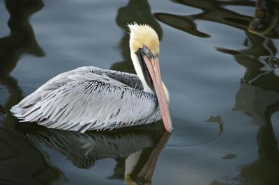 Birds in calm lake