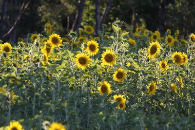 Close-up of sunflowers in field