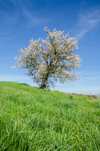 Scenic view of grassy field against sky