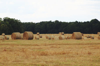 Hay bales in field