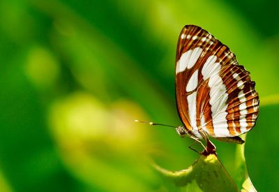 Close-up of butterfly pollinating flower