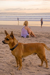 Side view of dog at beach