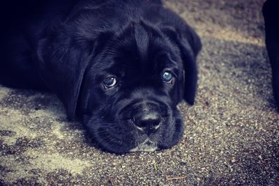 Close-up portrait of black labrador retriever relaxing outdoors