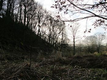 Low angle view of trees against sky