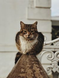 Close-up portrait of cat sitting on railing