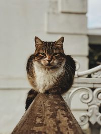Close-up portrait of a cat