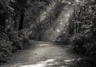 Narrow footpath along trees in forest
