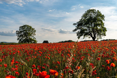 Red poppy flowers growing on field against sky