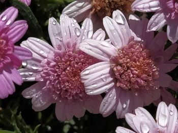 Close-up of wet pink flowering plants