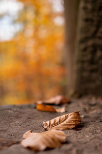 Close-up of dry leaves on wood