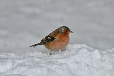 Close-up of birds