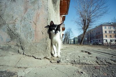 Horse standing in a building