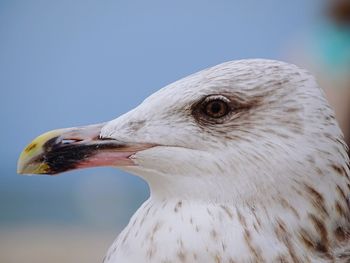 Close-up of bird against sky