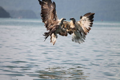 Fighting hawks over lake
