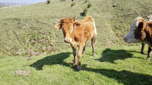 Cows standing on grassy field