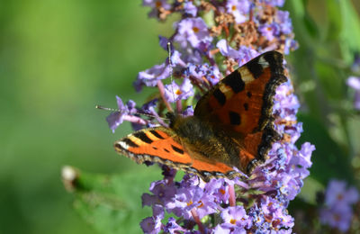 Close-up of butterfly perching on flower