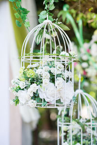 Close-up of white flowering plant