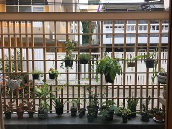 Potted plants on railing by window