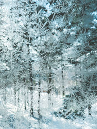 Snow covered trees