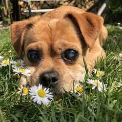 Portrait of a dog on field