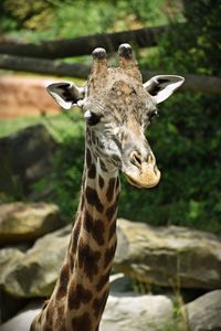 Close-up of giraffe