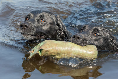 Head shot of two black labradors swimming in the water while retrieving a training dummy