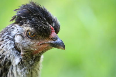 Close-up of eagle