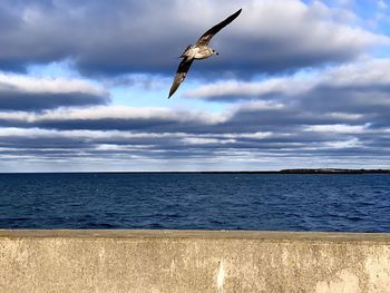 View of seagull flying over sea against sky