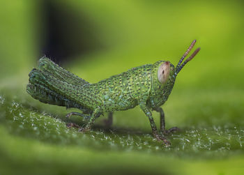 Close-up of grasshopper on cactus