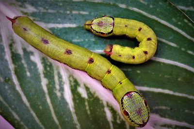 High angle view of banana leaf on plant