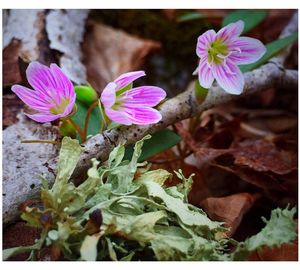 Close-up of purple flowers blooming outdoors