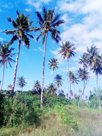 Palm trees against sky