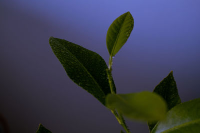 Close-up of green leaves against sky