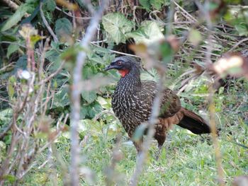 Close-up of bird perching on branch