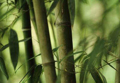 Close-up of bamboos