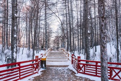 Snow covered walkway amidst bare trees during winter