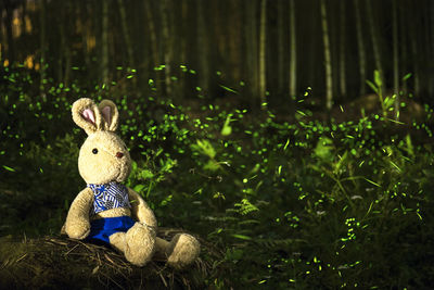 Teddy bear on field in forest at night