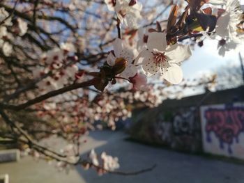 Close-up of cherry blossom