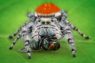 Close-up of spider
