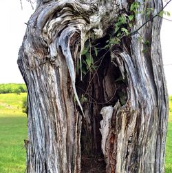 tree trunk