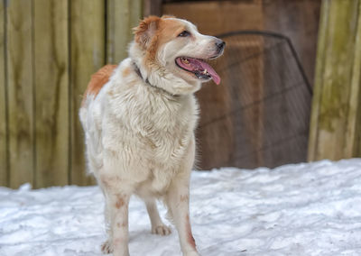 Dog standing in snow