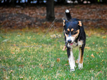 Dog running in field