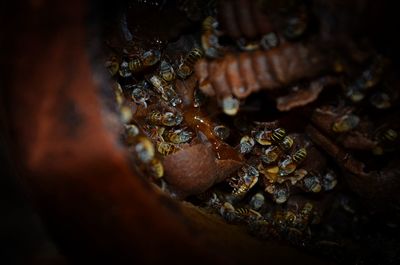 Close-up bees in honey comb