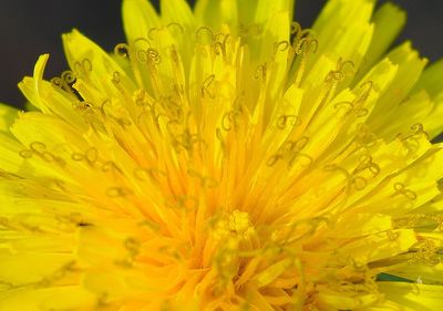 Close-up of yellow flower blooming outdoors