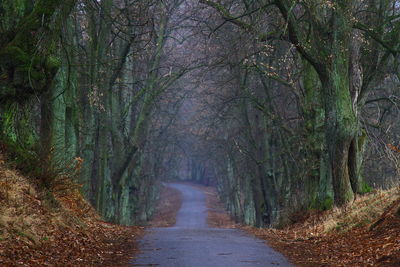 Road amidst trees in forest