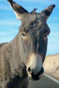 Close-up portrait of a horse