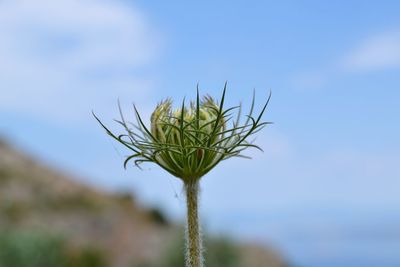 Close-up of plant growing on field against sky