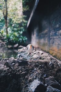 View of a bird on rock