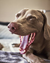 Portrait of a weimaraner yawning.