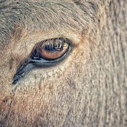 Close-up of animal eye